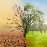 Carlos Alberto Arges Júnior alerta que entender os impactos climáticos nas safras e adotar gestão de riscos é essencial para manter a produtividade no agronegócio.