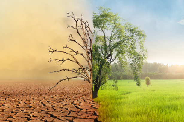 Carlos Alberto Arges Júnior alerta que entender os impactos climáticos nas safras e adotar gestão de riscos é essencial para manter a produtividade no agronegócio.